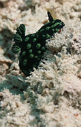 Sipadan_2015_Nudibranche_Nembrotha cristata_IMG_2862_rc